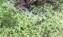winter mos