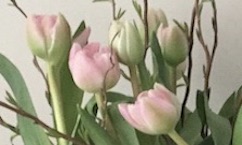 roze tulpen 