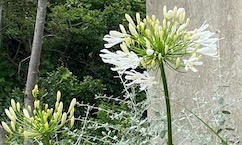 witte agapanthus